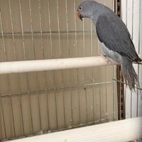 Parrocchetti dal collare