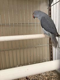 Parrocchetti dal collare