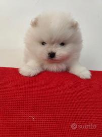 Pomerania Spitz tedesco nano
