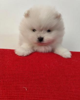 Pomerania Spitz tedesco nano