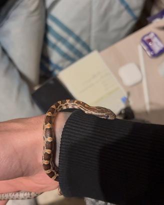 Pantherophis guttatus Normal het ultra albino