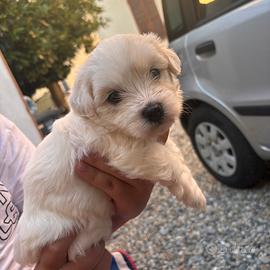 maltese 2 messi info in privato