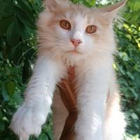 Cucciolo Maine Coon Red Smoke pedigree da campioni