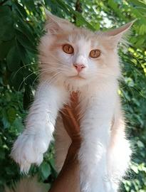 Cucciolo Maine Coon Red Smoke pedigree da campioni