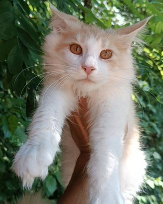 Cucciolo Maine Coon Red Smoke pedigree da campioni
