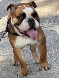 Bulldog inglese per monta