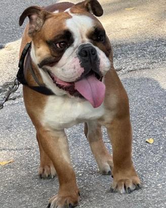 Bulldog inglese per monta