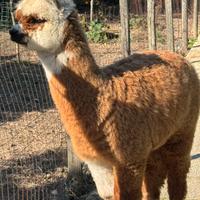 Alpaca per agriturismi