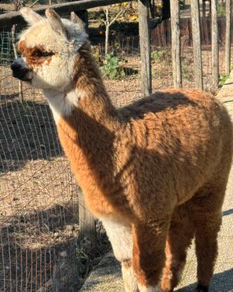 Alpaca per agriturismi