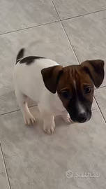 Cuccioli jack Russel
