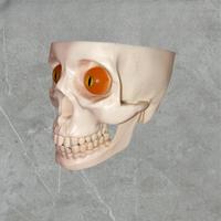 Testa corpo umano scheletrica