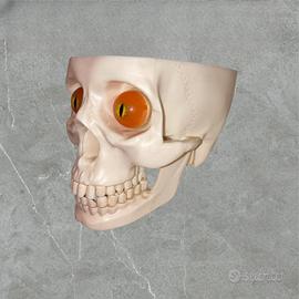 Testa corpo umano scheletrica