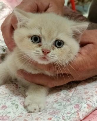 Gatta British shorthair