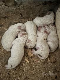 Cuccioli di Lagotto Romagnolo