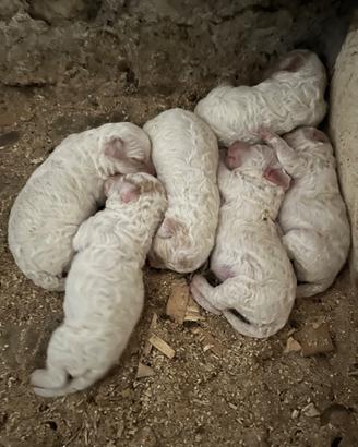 Cuccioli di Lagotto Romagnolo