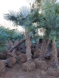 Permuta  Palme Chamaerops excelsa con serramenti