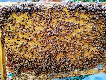 Api regine ligustiche