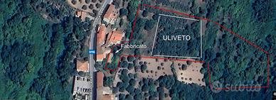 Terreno con fabbricato e uliveto