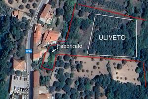 Terreno con fabbricato e uliveto
