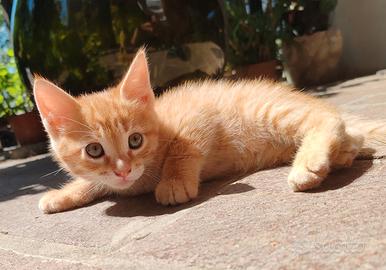 Gattino rosso maschio cucciolo gatto