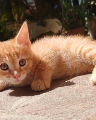 Gattino rosso maschio cucciolo gatto