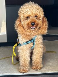 Barboncino Nano per accoppiamento