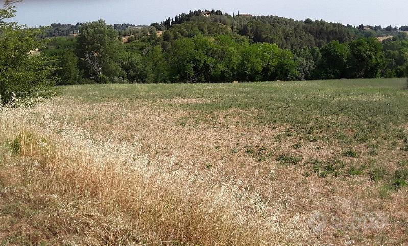 Pisa - Terreno agricolo seminativo 2,3 ettari - Vista 3