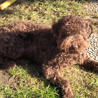 Lagotto maschio 8 mesi