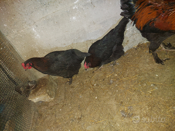 Marans