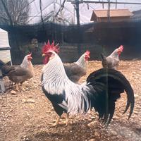 Coppie galline