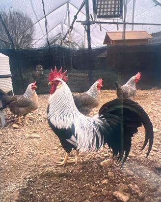 Coppie galline
