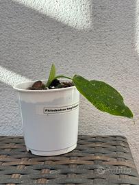 Philodendron Longilobatum