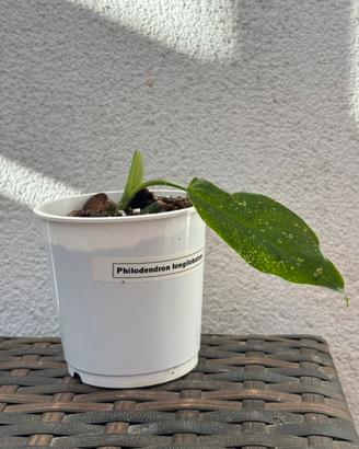 Philodendron Longilobatum