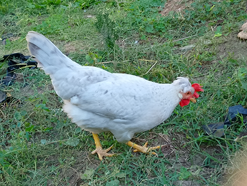 Galline legbar opale