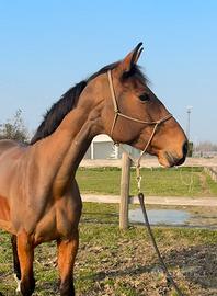 Cavalla 2012