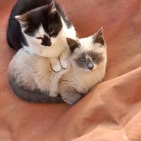 Animali da compagnia