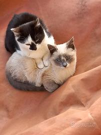 Animali da compagnia