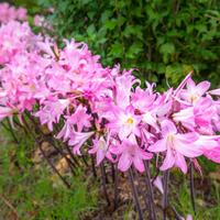 Amaryllis Belladonna bulbi
