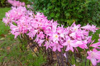 Amaryllis Belladonna bulbi
