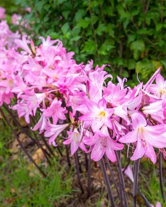 Amaryllis Belladonna bulbi
