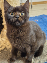 Femmina di Scottish Stright Blask Chocolate