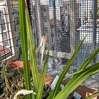 Fresia rossa 25 semi