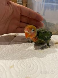 Inseparabile Fischer