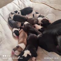 Cuccioli di Amstaff