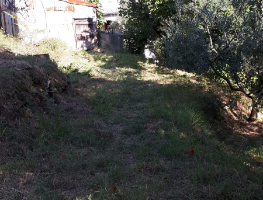 Terreno Oliveto
