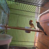 Ruficauda diamanti coda rossa