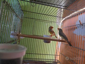 Ruficauda diamanti coda rossa