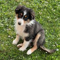 Cucciola pastore australiano