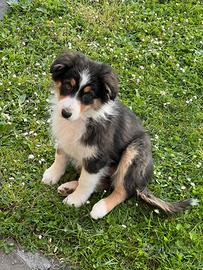 Cucciola pastore australiano