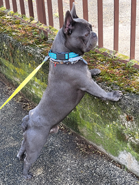 Bulldogue Francese-Francais da monta